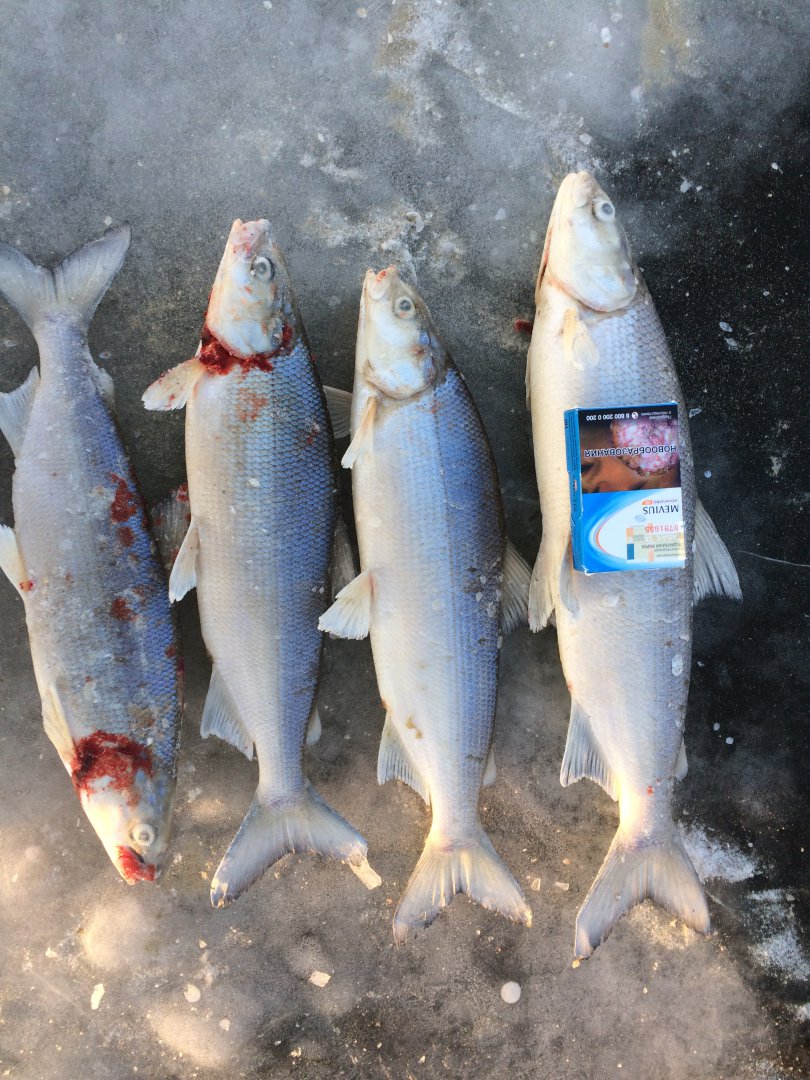 IMG_3009.JPG