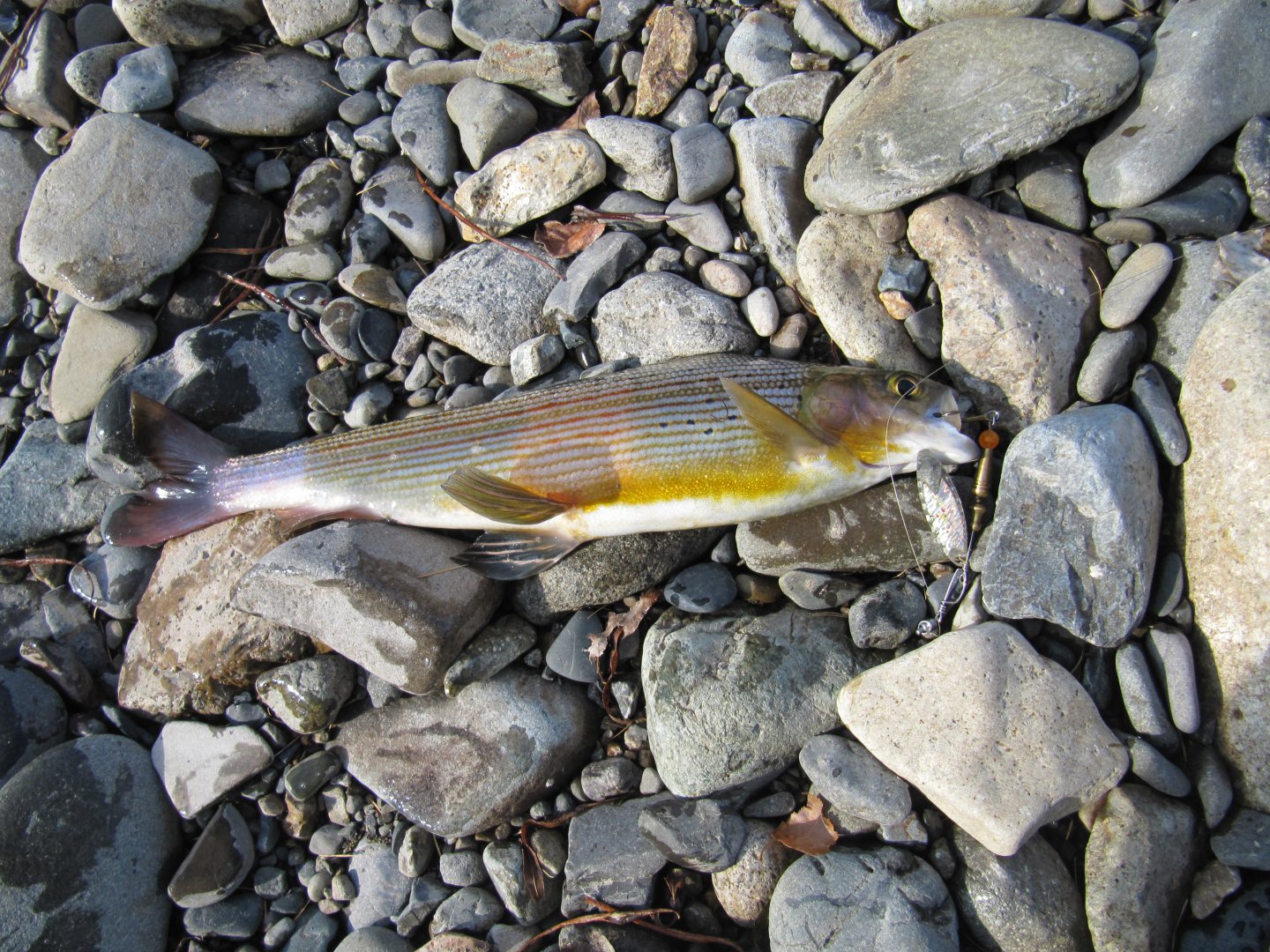 IMG_3108.JPG