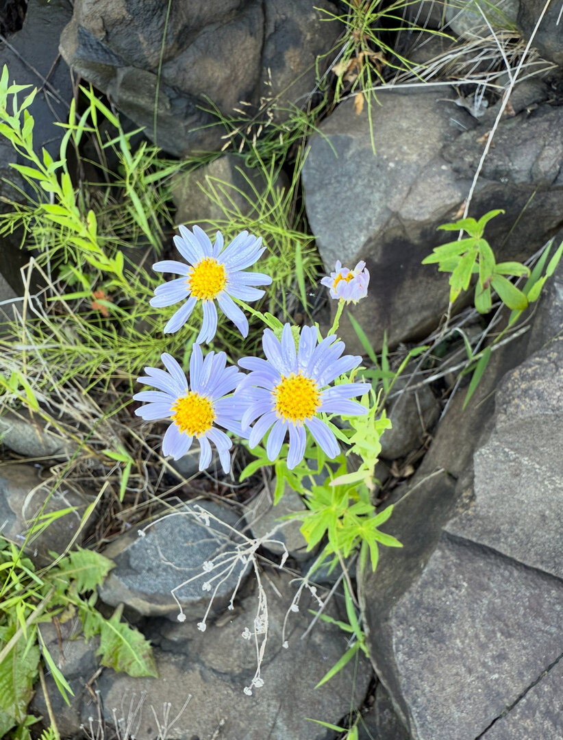 IMG_3297.jpeg