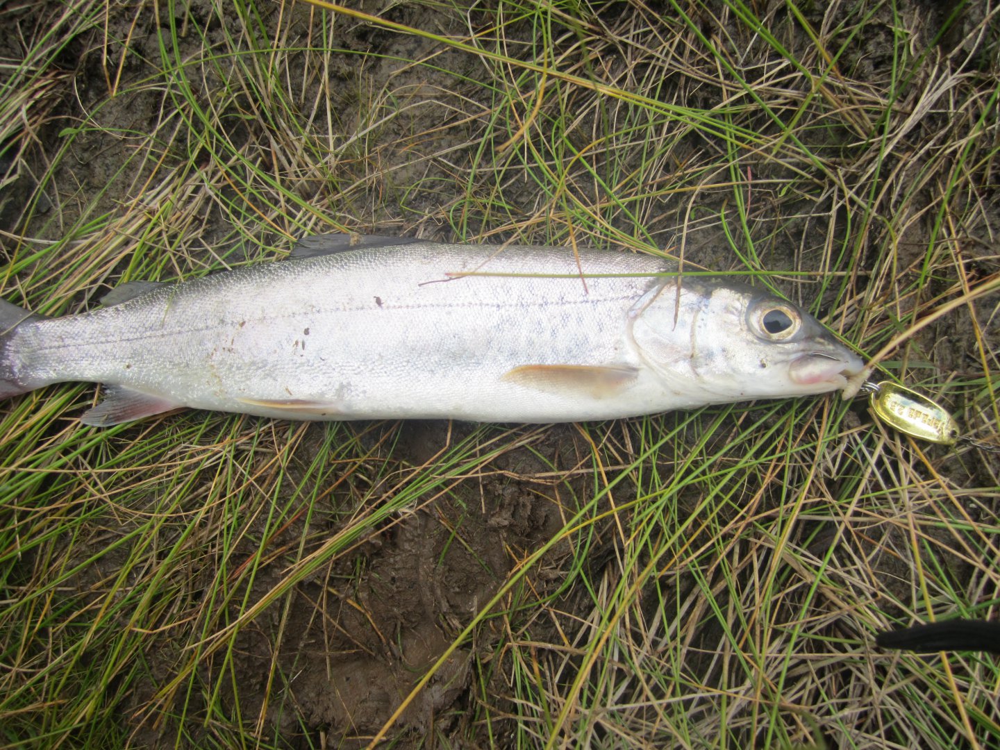 IMG_3438.JPG