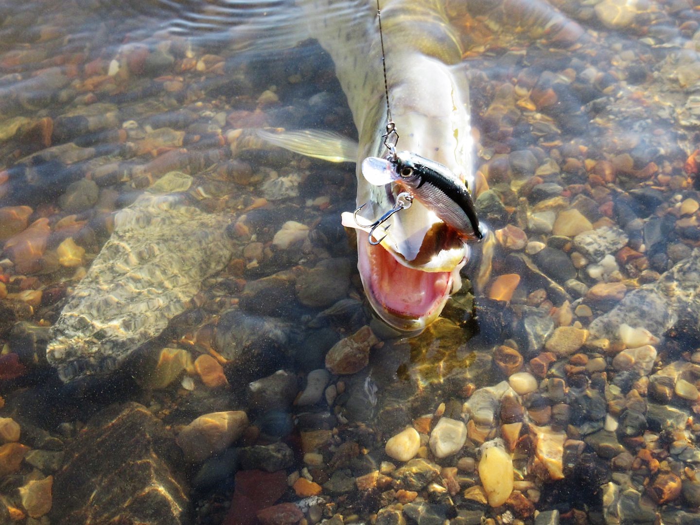 IMG_3566.JPG
