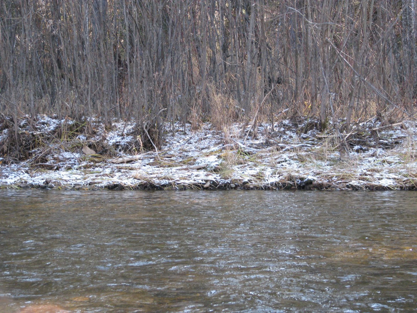 IMG_4288.jpg