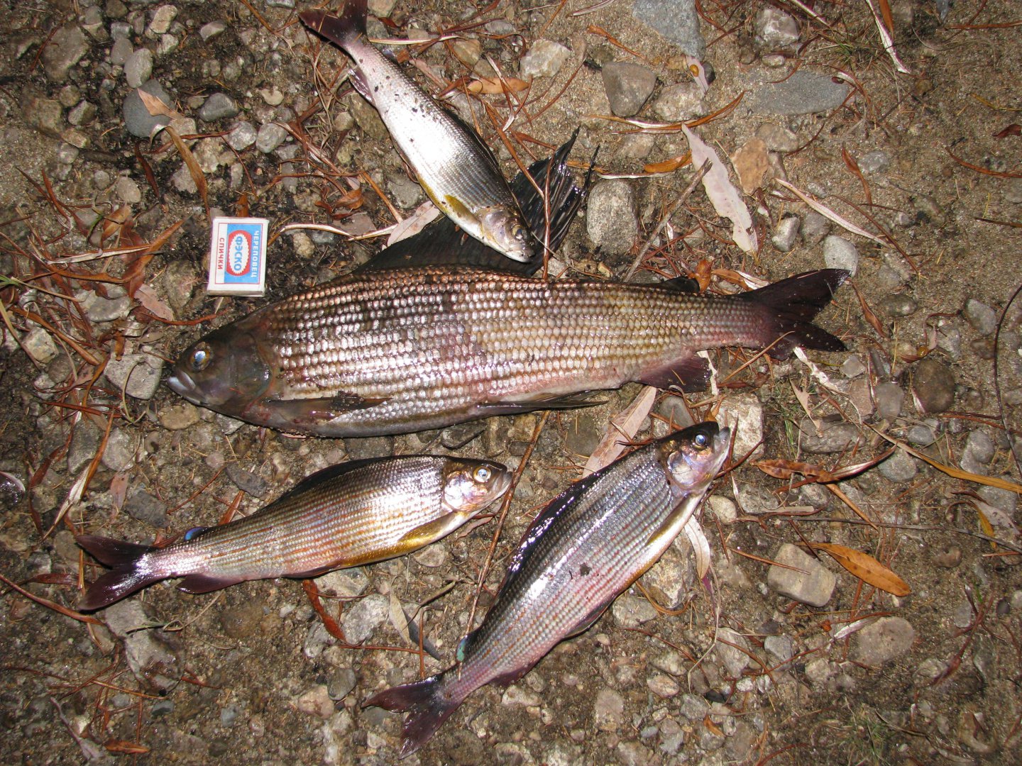 IMG_4314.jpg