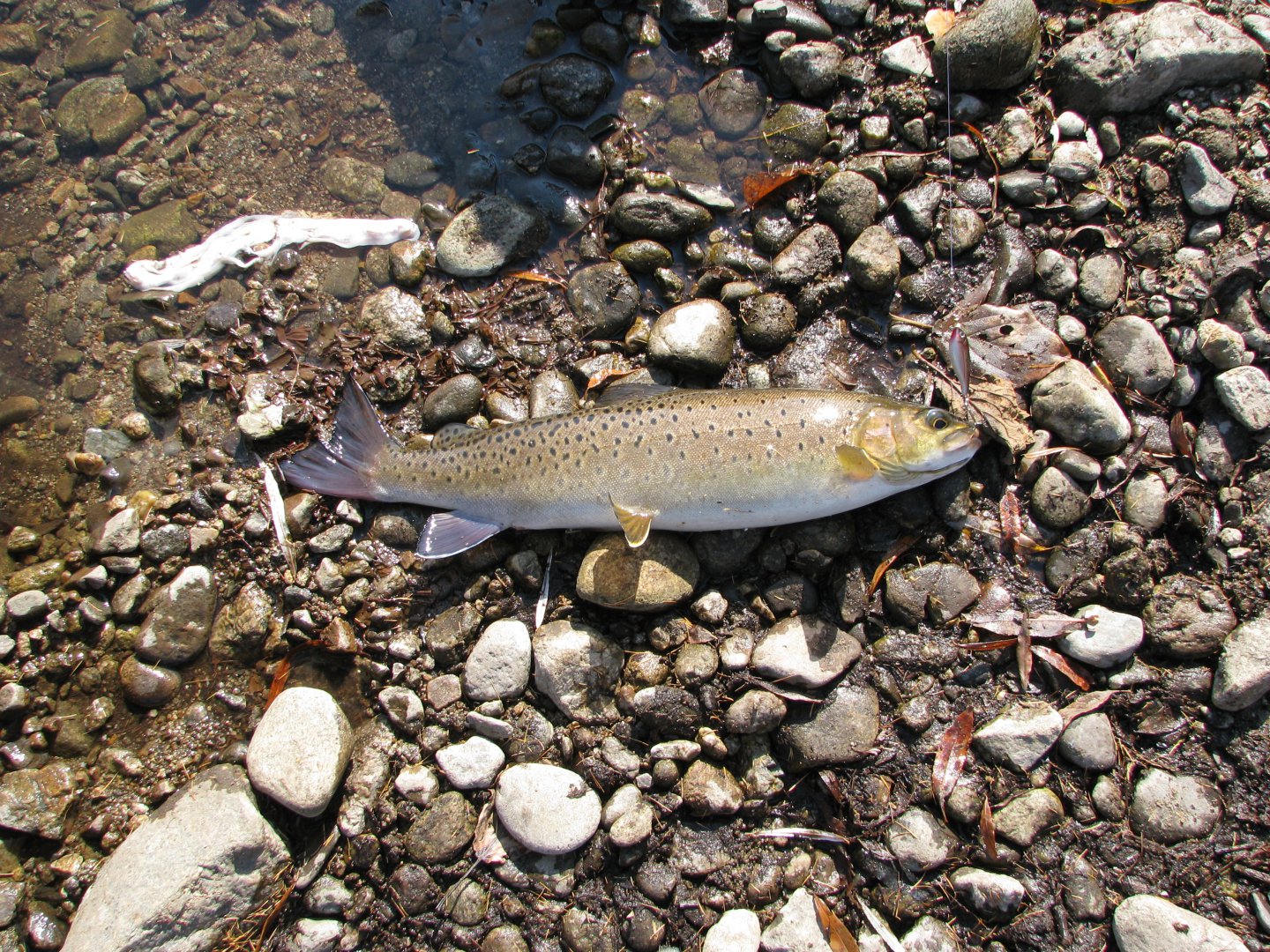 IMG_4315.jpg
