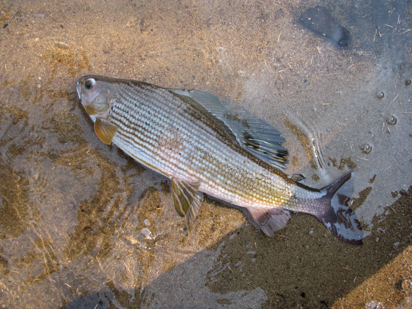 IMG_4362.jpg