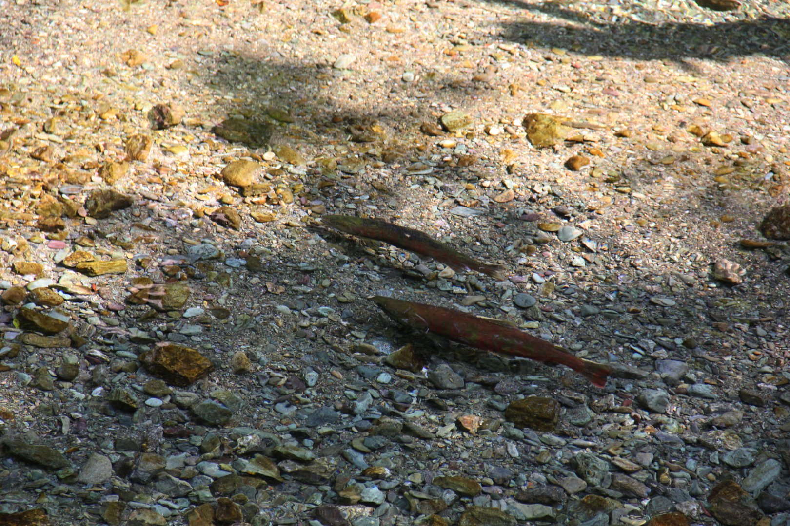 IMG_6272.JPG