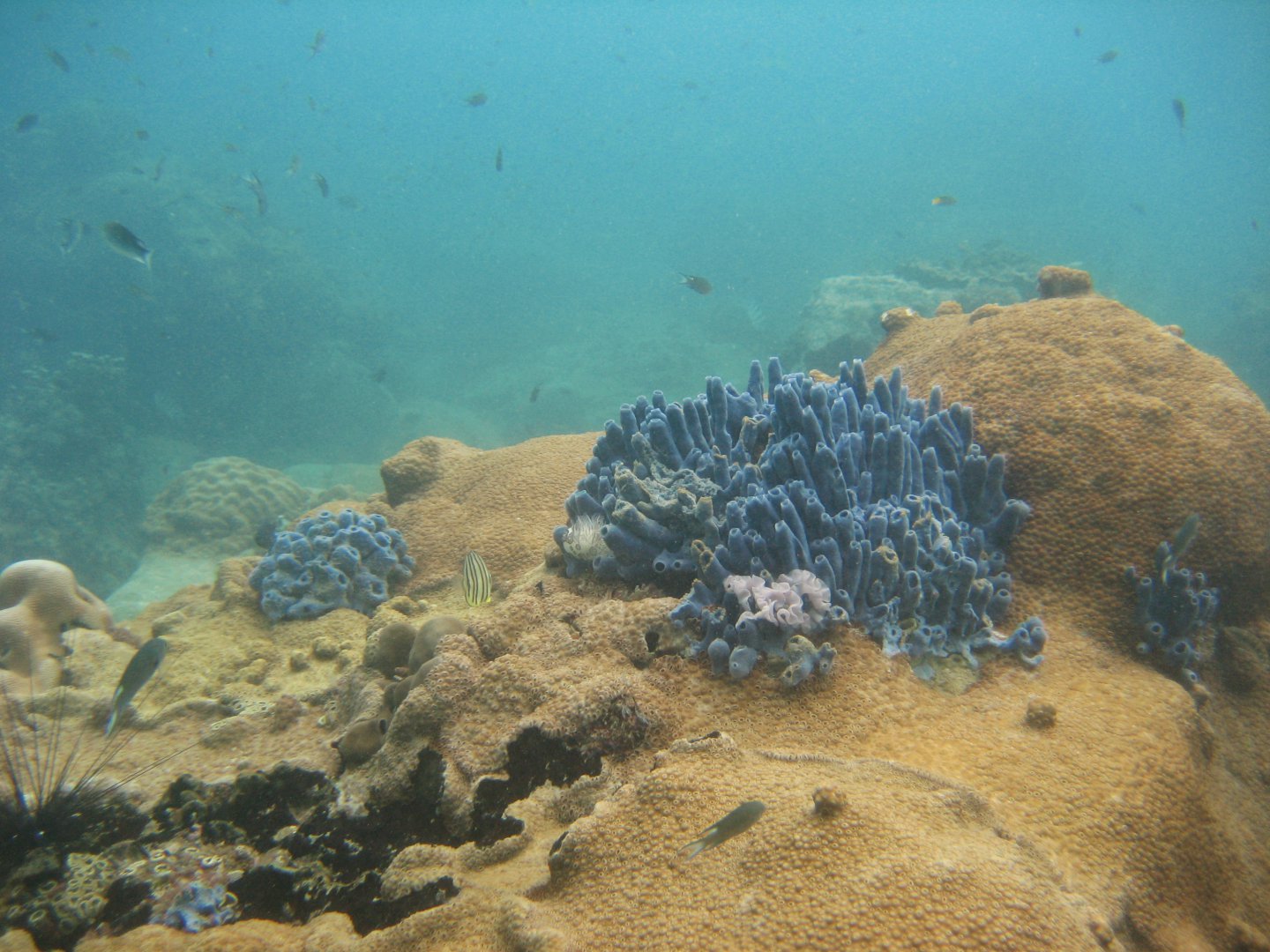 IMG_7248.JPG