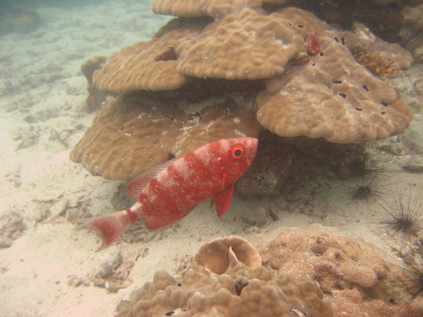 IMG_7385.JPG