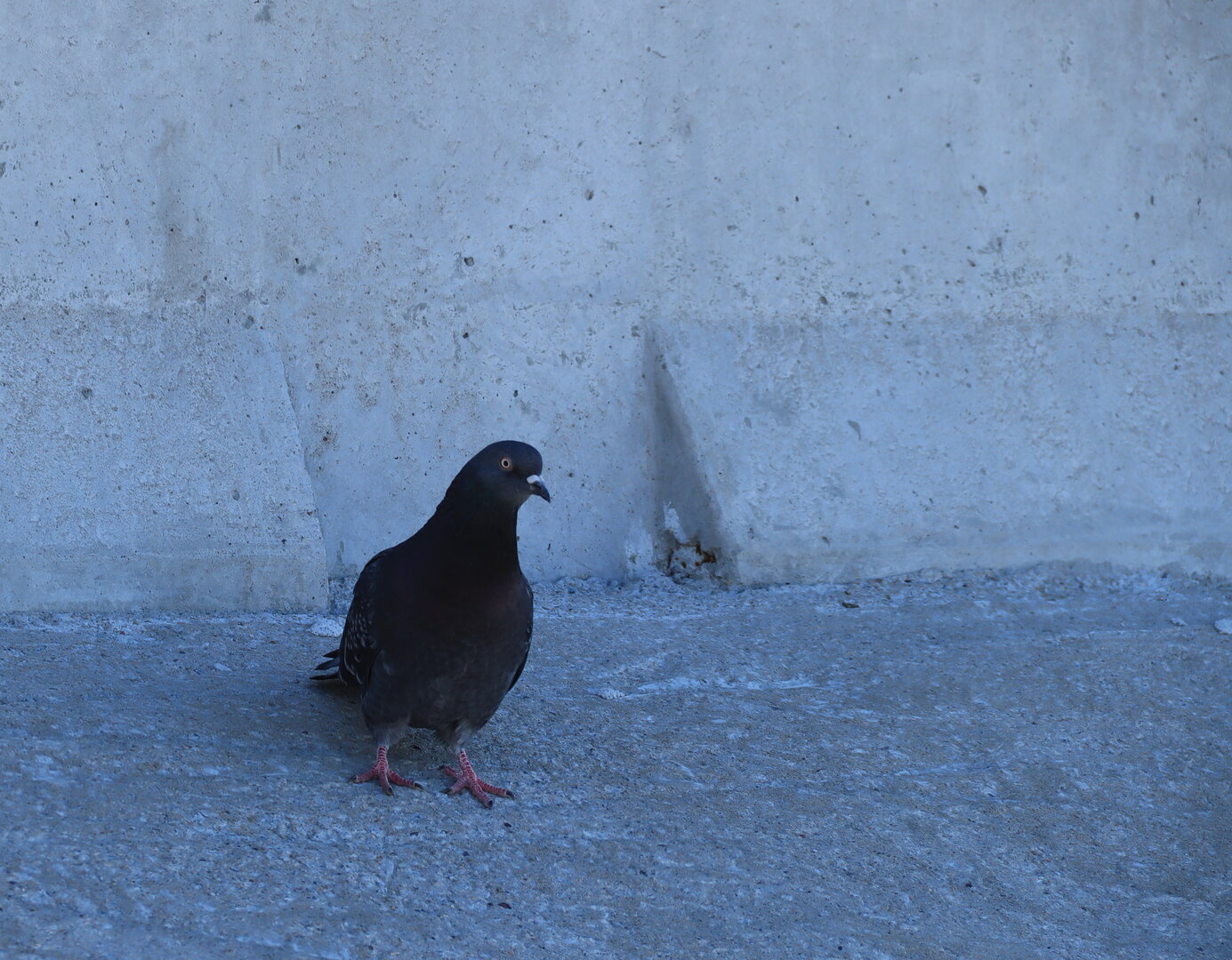 IMG_7956.JPG