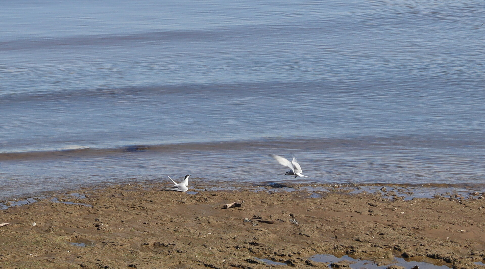 IMG_8084.JPG
