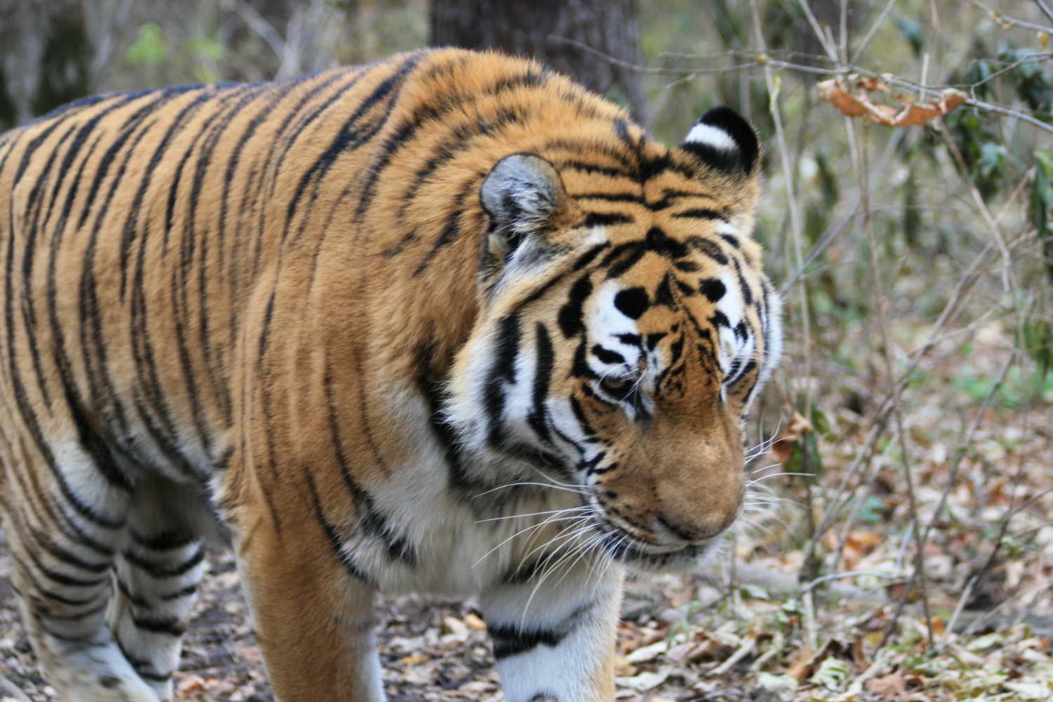 IMG_8166_новый размер.jpg