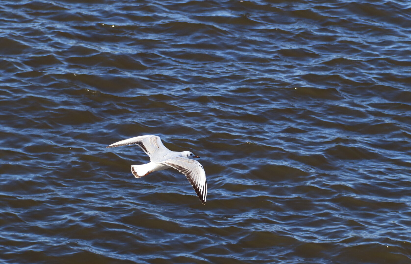 IMG_8638.JPG