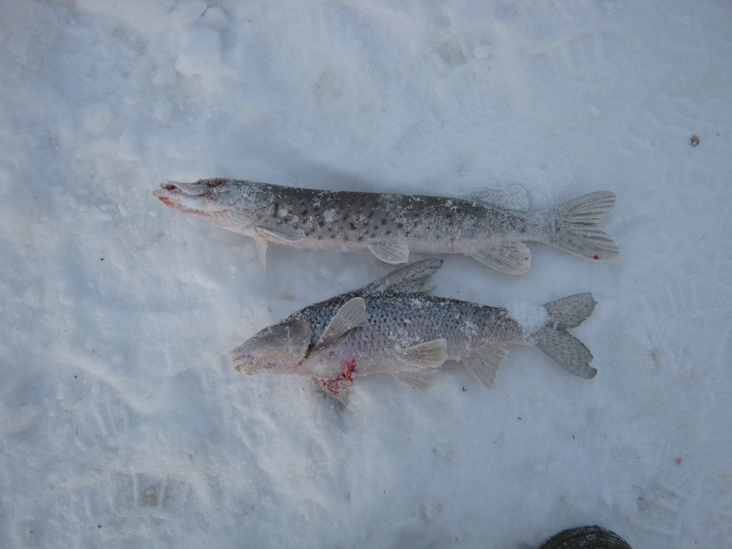 IMG_8654.JPG