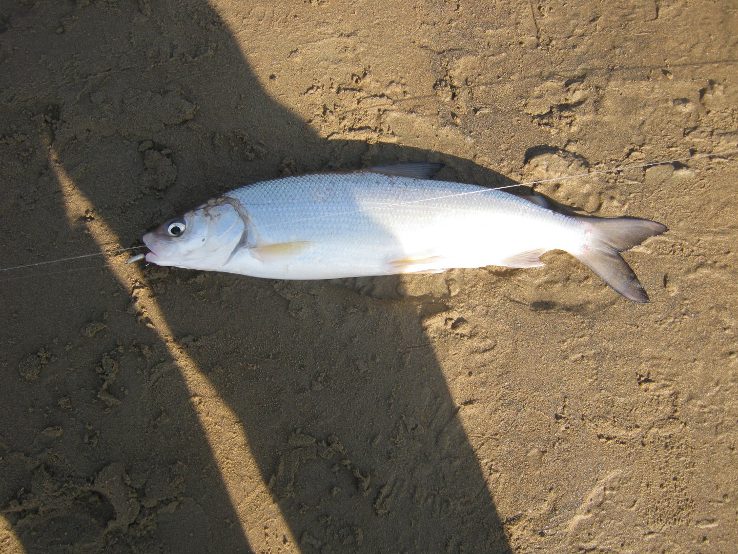 IMG_8764.JPG