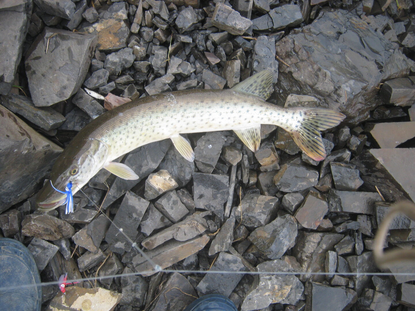 IMG_9570.JPG