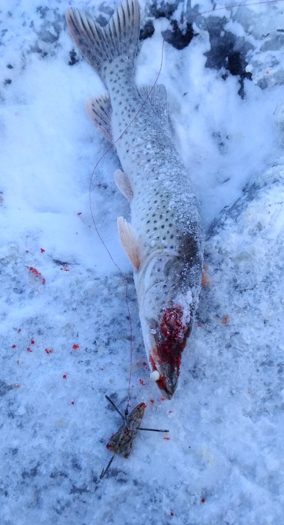 IMG_дна32234.jpg IMG_дна32234.jpg