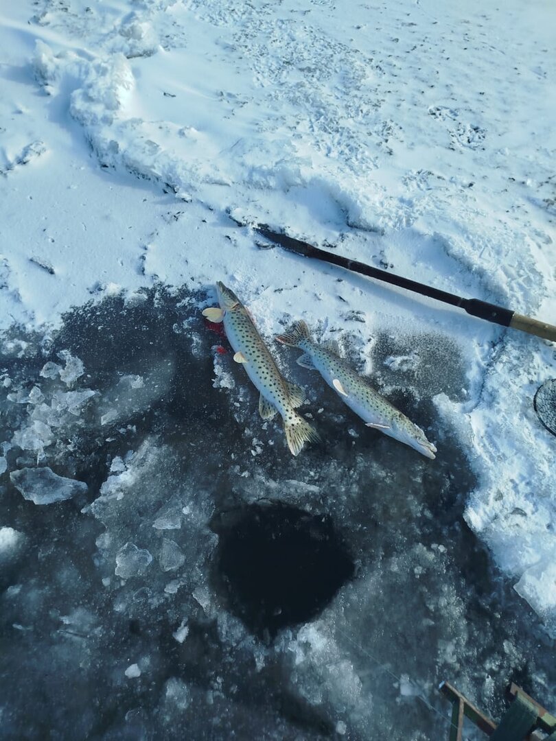 Изображение WhatsApp 2025-11-09 в 14.09.45_aa1fa2c0.jpg