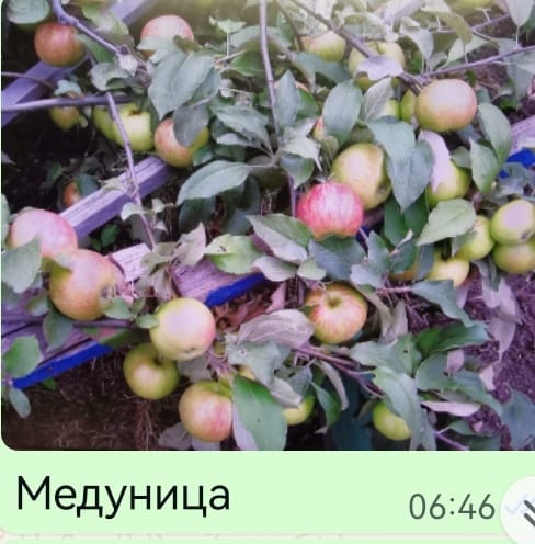 яблоки 1.jpg
