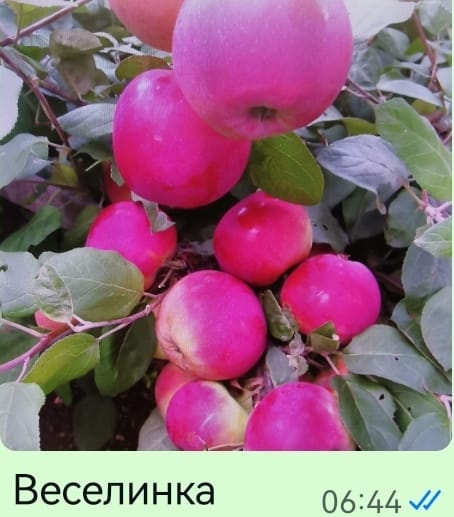яблоки 4.jpg