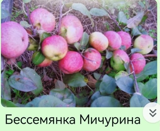 яблоки .jpg