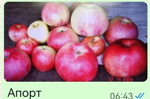 яблоки.jpg