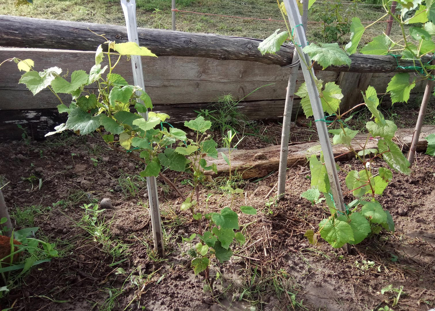 юодупе_Амурский Абузова.jpg