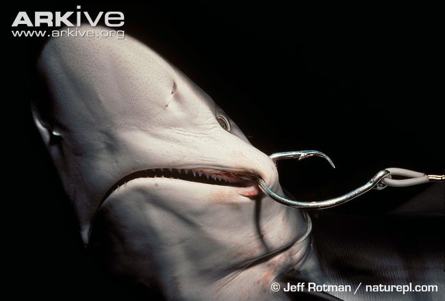 Juvenile-blacktip-shark-caught-on-longline-hook.jpg