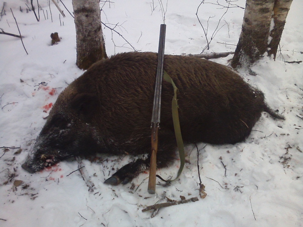 кабан.jpg