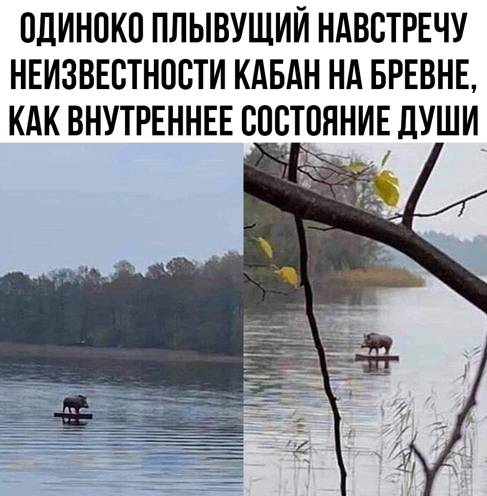 Кабан.jpg