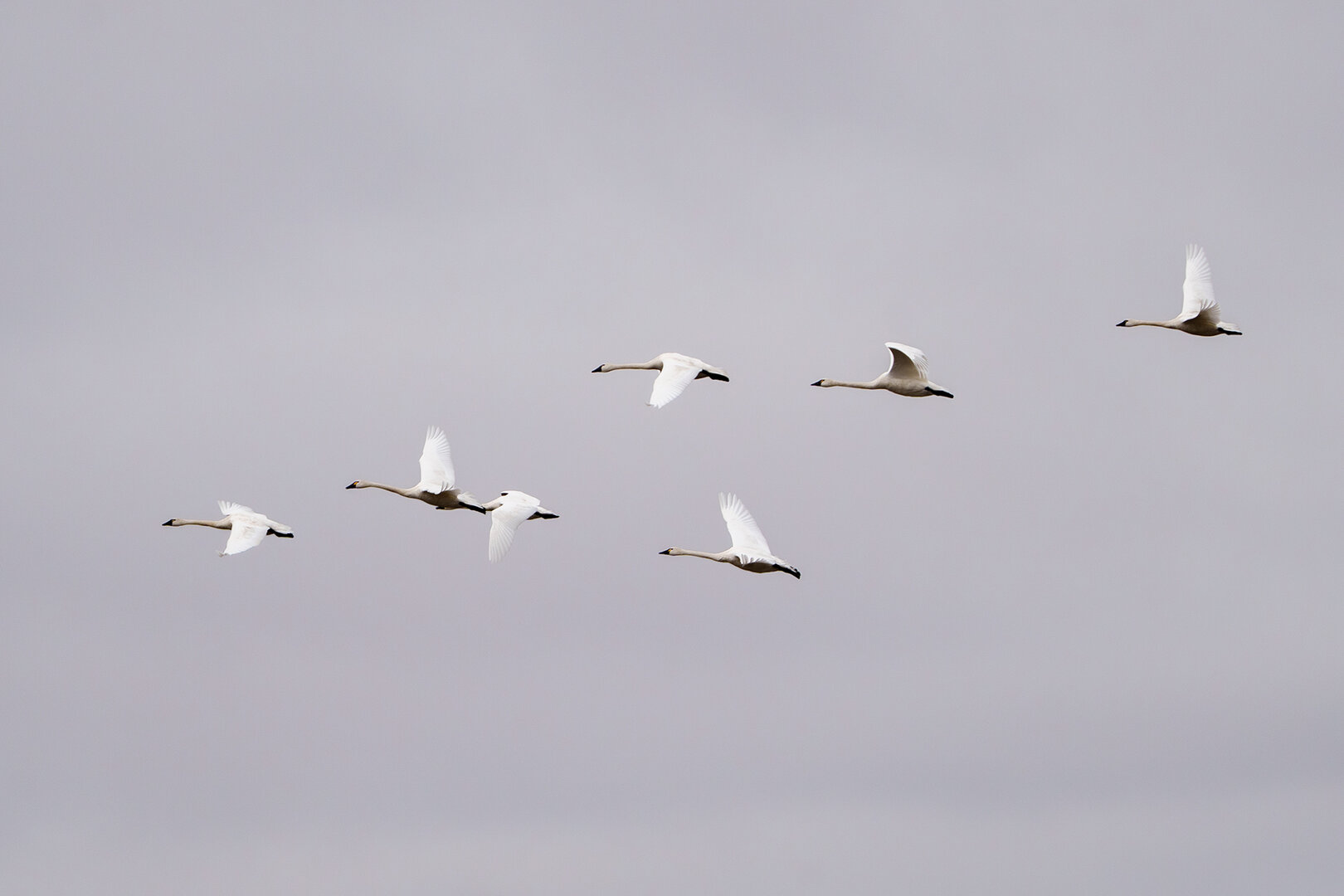 Канадские журавли.jpg