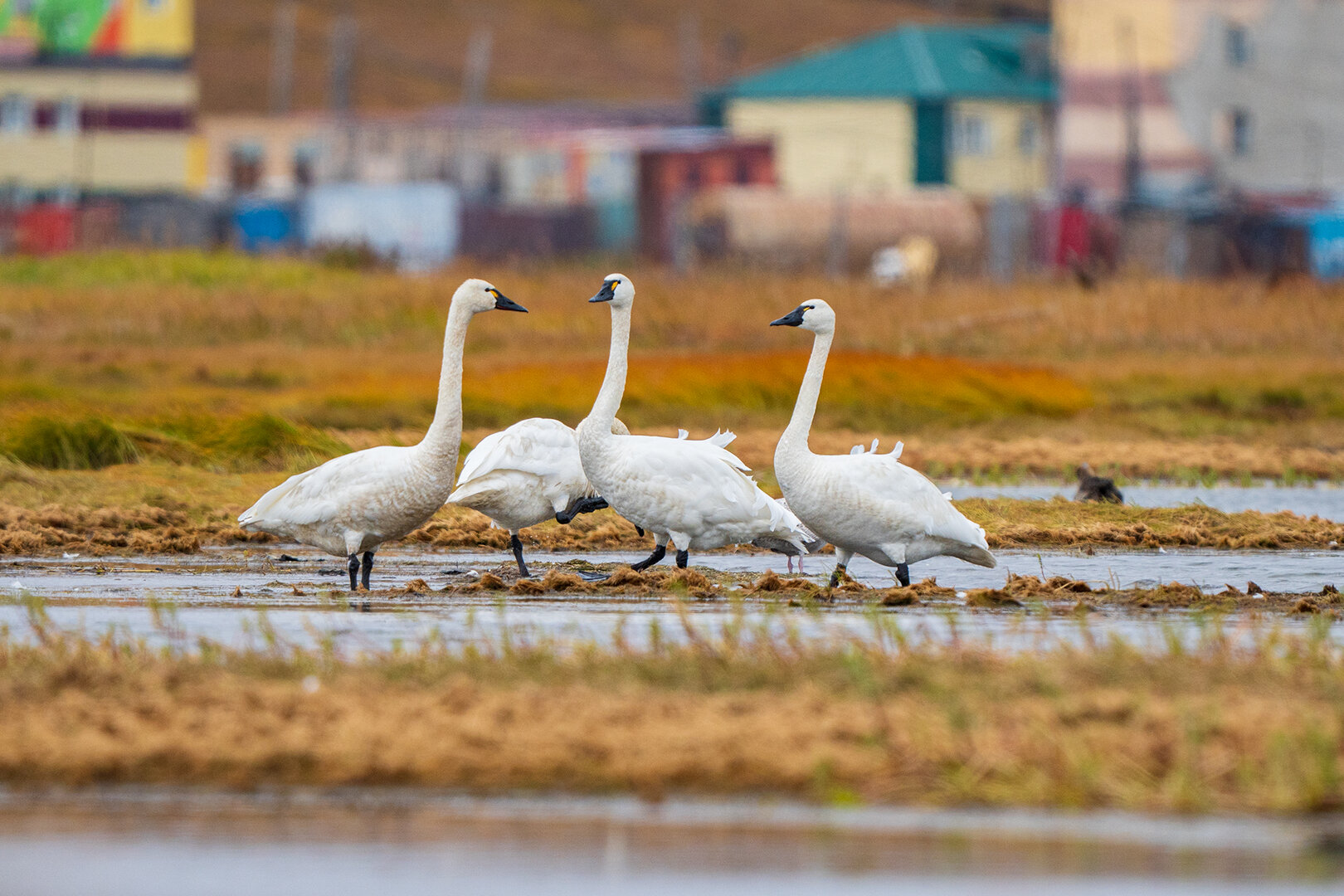 Канадские журавли в Лаврентия 1.jpg