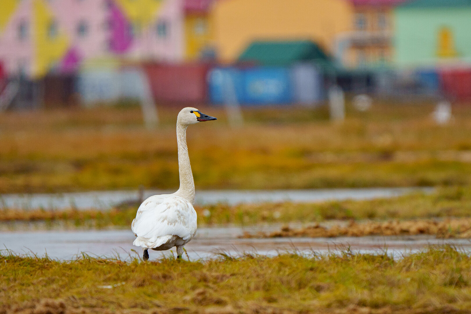 Канадские журавли в Лаврентия.jpg
