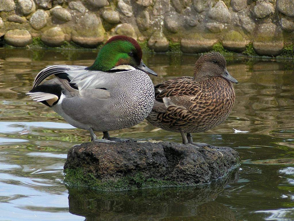 касатки.jpg