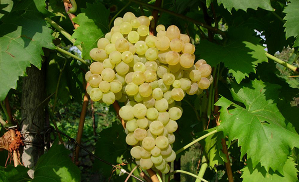 кишмиш венгерский.jpg