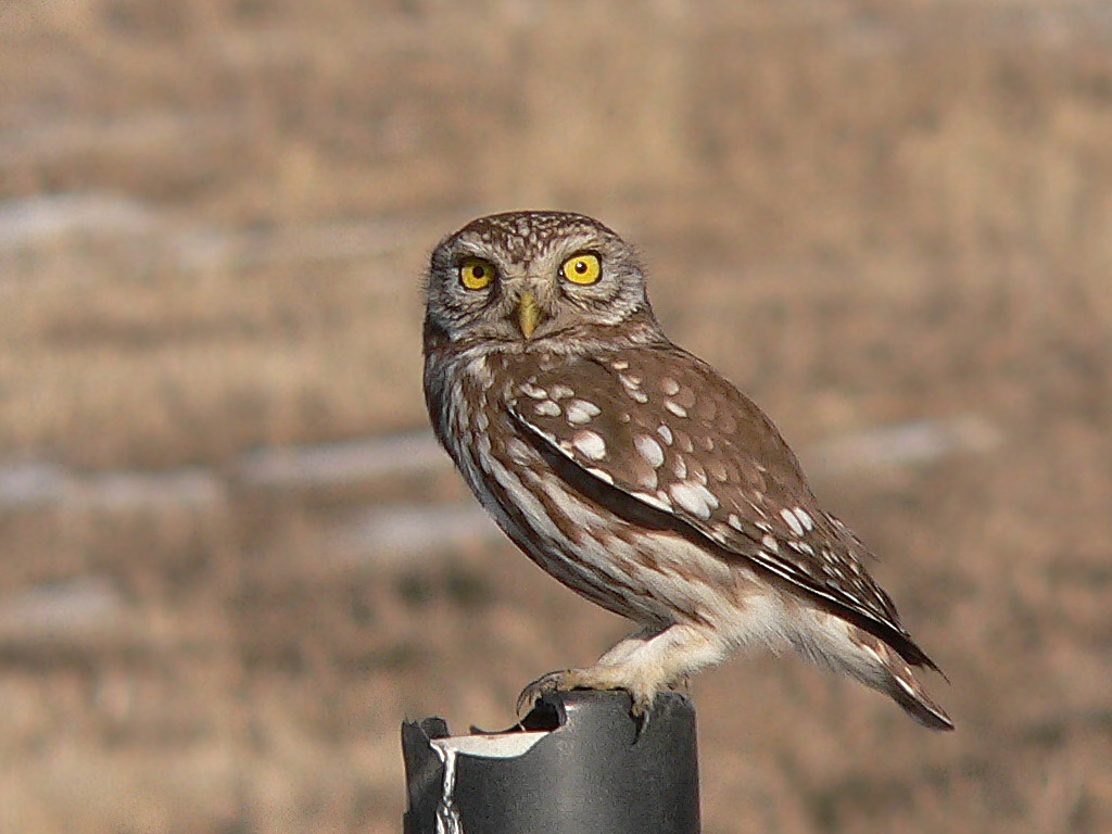 -kne_2006 02 24 154.jpg