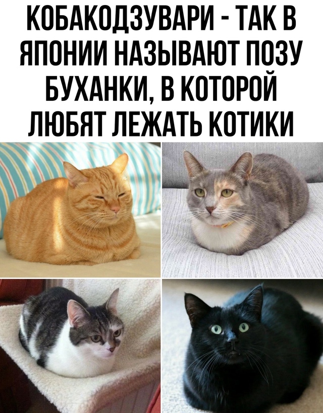 Кобакодзувари 香箱座り.jpg