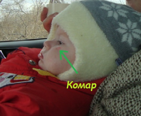 комар.jpg