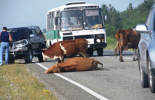 корову.jpg