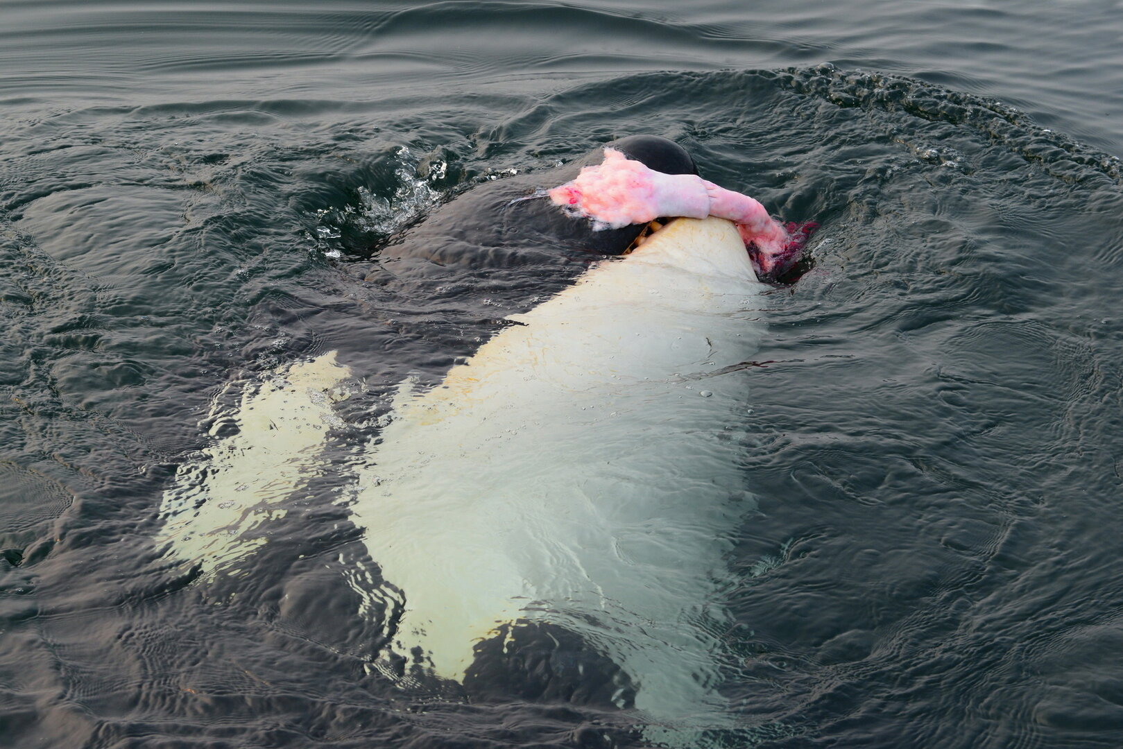 Косатка_новый размер.jpg