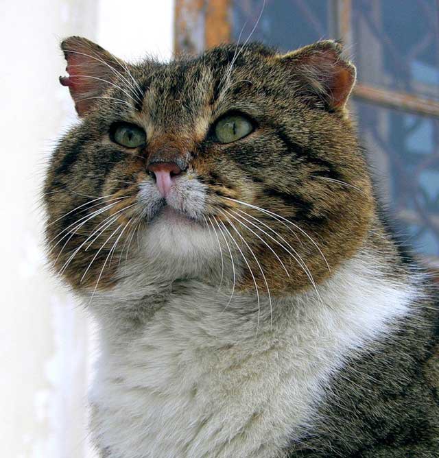 кот.jpg