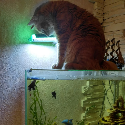 кот.jpg