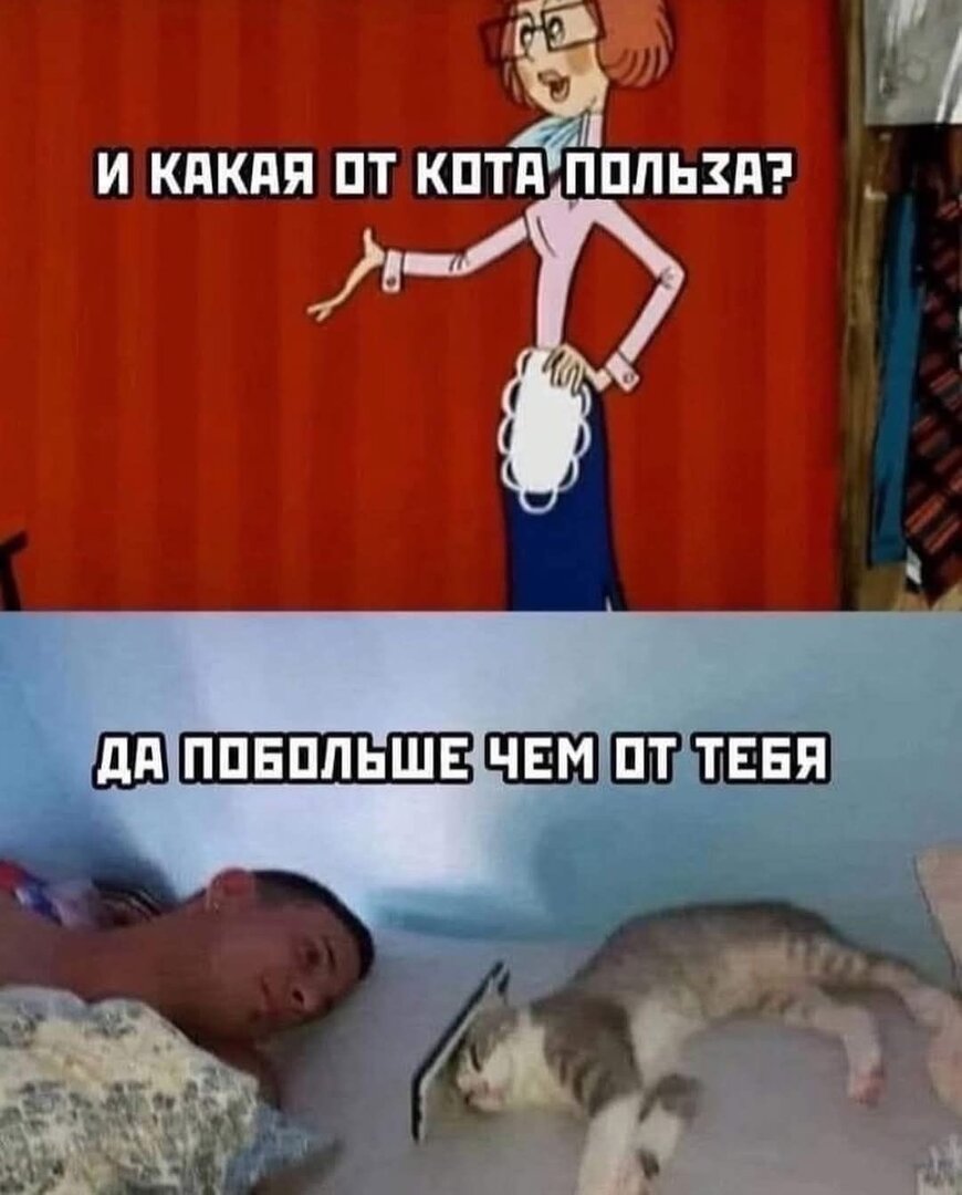 кот.jpg