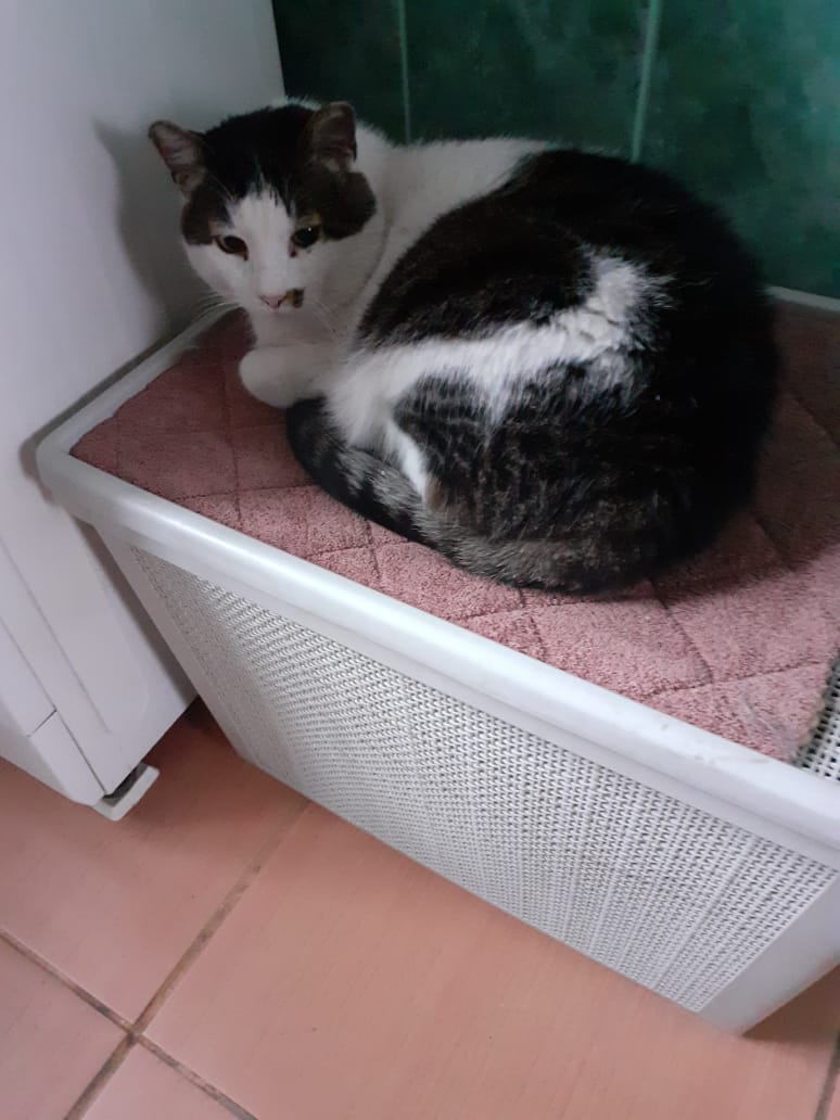 Кот Матвей.jpg