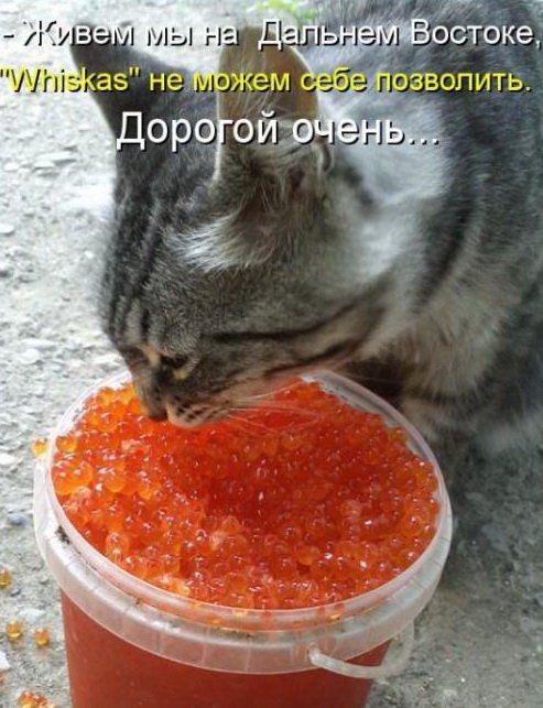 Котэ.jpg