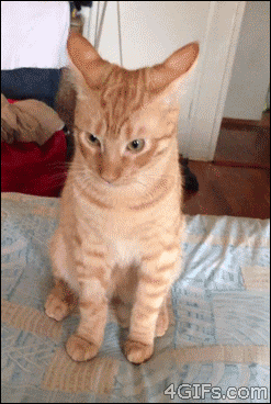 котэ обиделась.gif