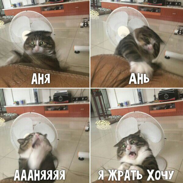 котэ жрать.jpg