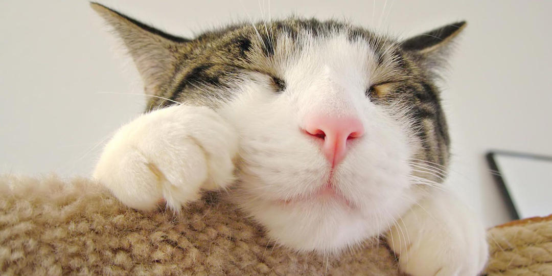 Котяра.png