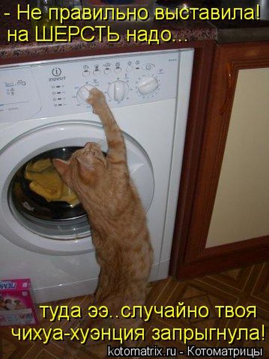 kotomatricy_11.jpg