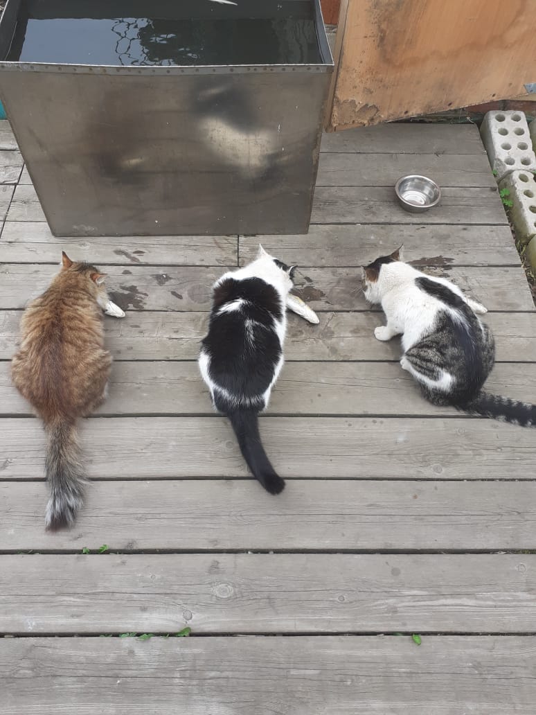 коты.jpg