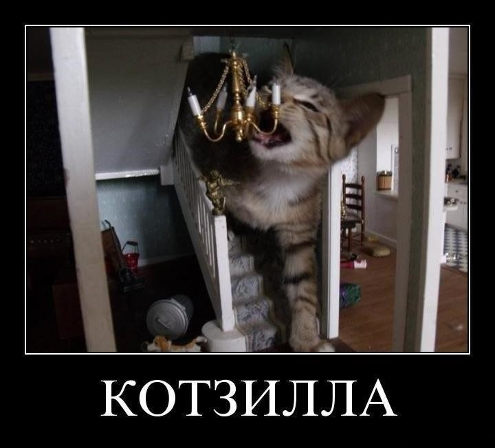 котзила.jpg